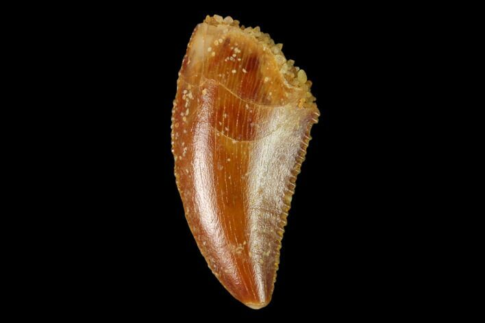 Serrated, Raptor Tooth - Real Dinosaur Tooth #159015